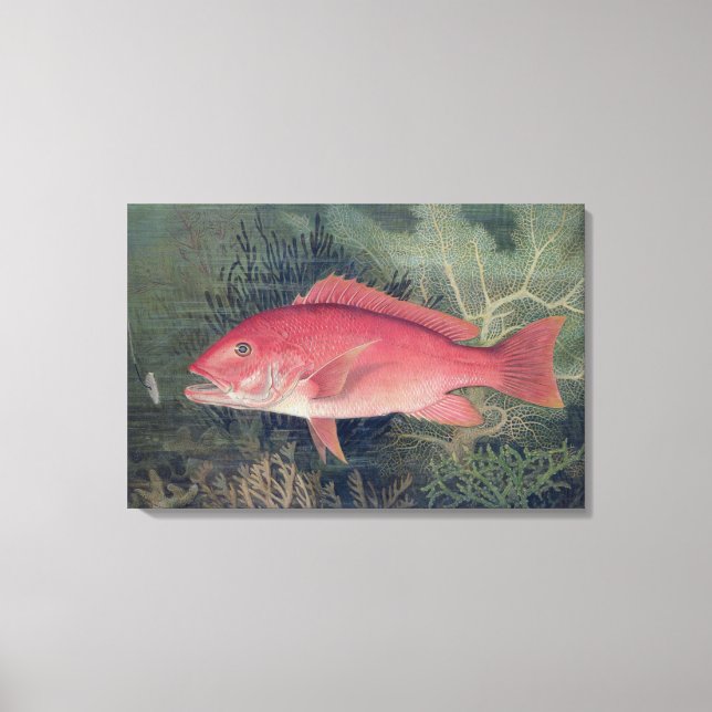 Red Snapper, from 'Game Fishes of the United State Canvas Print (Front)