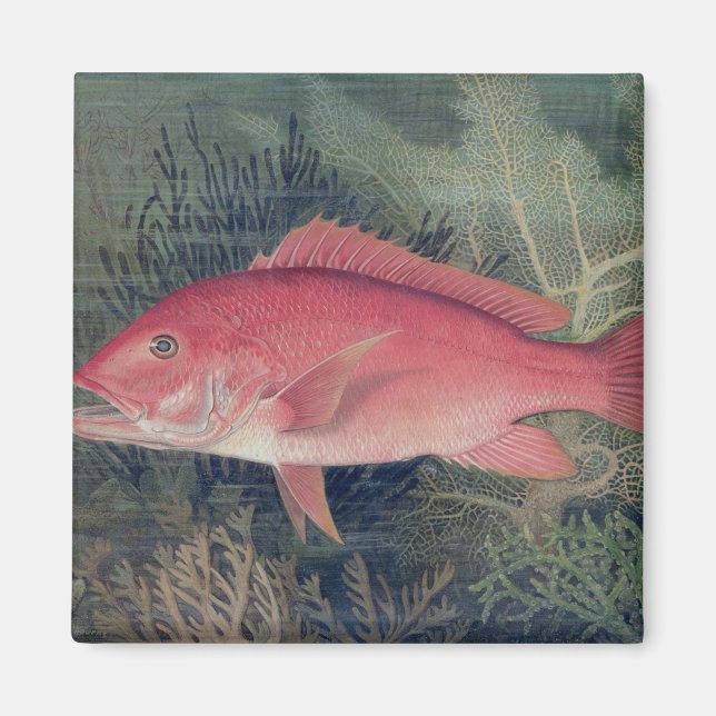 Red Snapper, from 'Game Fishes of the United State Magnet (Front)