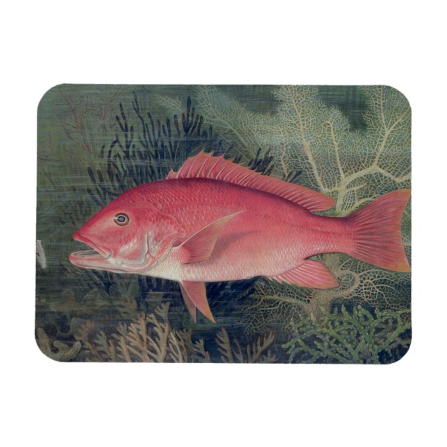 Red Snapper, from 'Game Fishes of the United State Magnet (Horizontal)
