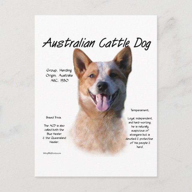 Red Speckle Australian Cattle Dog History  Postcard (Front)