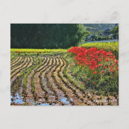 Red Spider Lily Postcard