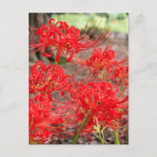 Red Spider Lily Postcard Postcard