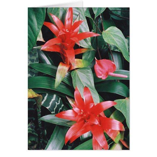 Red Spikey Tropical Flowers (Front)