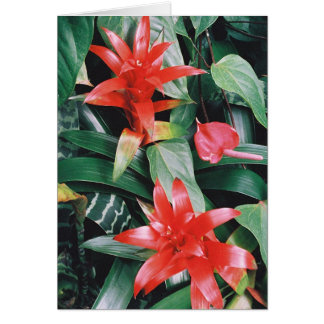 Red Spikey Tropical Flowers Cards