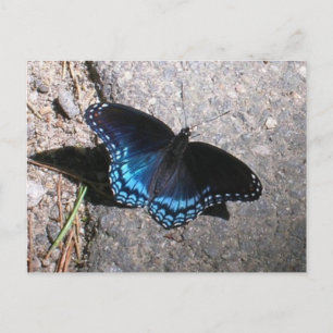 Red Spotted Admiral Butterfly Postcard