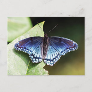 Red Spotted Purple Admiral Butterfly Postcard