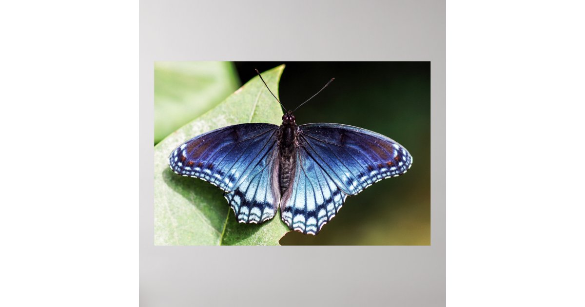 Red Spotted Purple Admiral Butterfly Poster | Zazzle