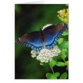 Red Spotted Purple - Butterfly (Front)