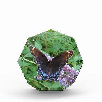 Red Spotted Purple Butterfly ~ Award by Andy2302 at Zazzle