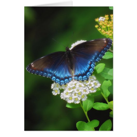 Red Spotted Purple - Butterfly Cards (Front)