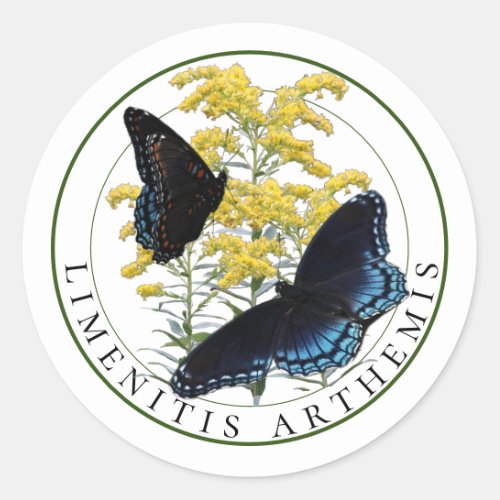 Red Spotted Purple Butterfly on Goldenrod Classic Round Sticker
