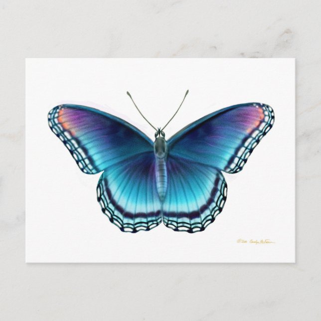 Red Spotted Purple Butterfly Postcard (Front)