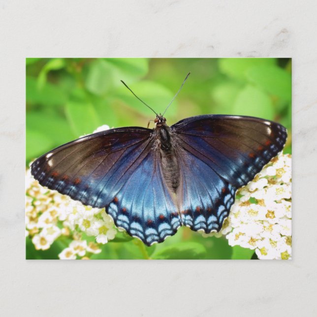 Red Spotted Purple - Butterfly Postcard (Front)