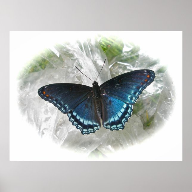 Red Spotted Purple Butterfly Poster (Front)
