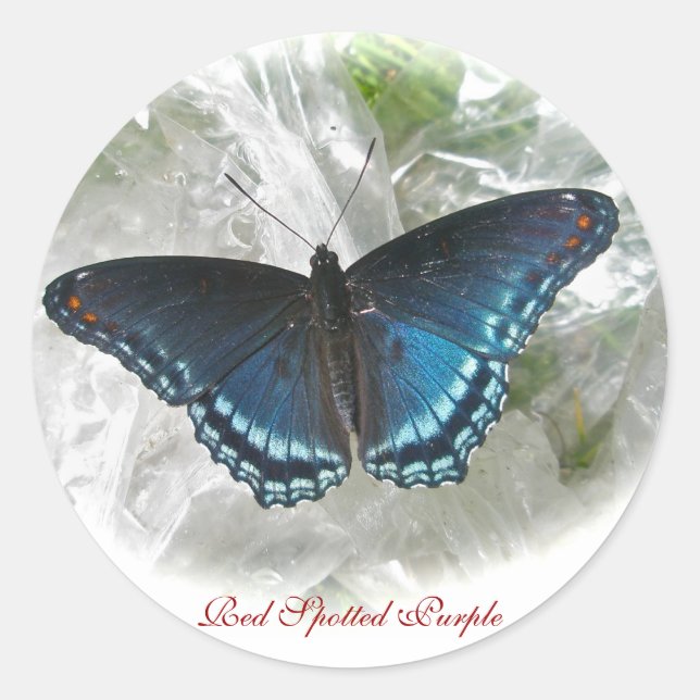 Red Spotted Purple Butterfly Sticker (Front)
