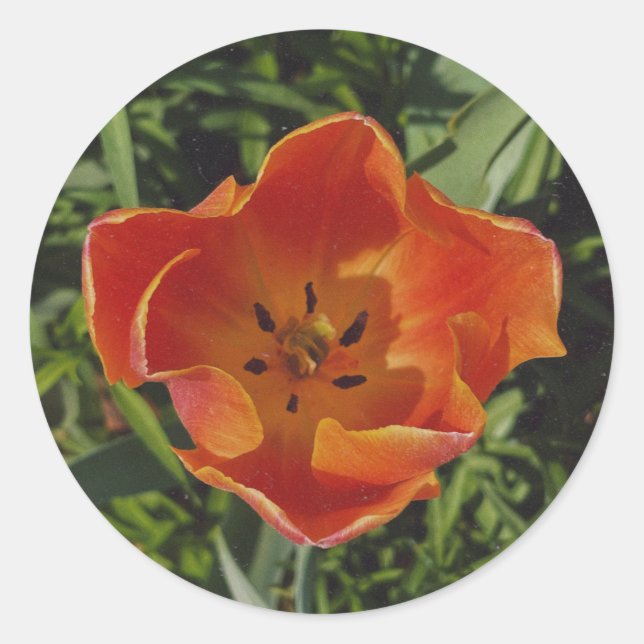 red spring flower  classic round sticker (Front)