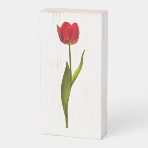 Red Spring Tulip Floral Photography Isolated Wooden Box Sign