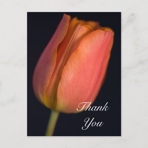 Red Spring Tulip Thank You Postcard