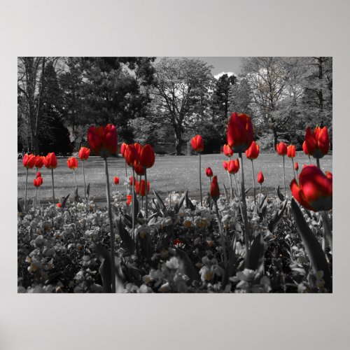 Red Spring Tulips Poster