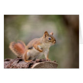 Red Squirrel (Front Horizontal)