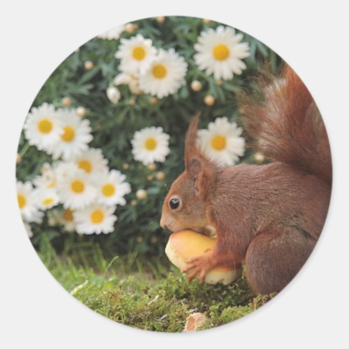 Red Squirrel and Daisies Cute Photo Classic Round Sticker