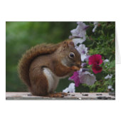 Red Squirrel and Petunias (Front Horizontal)