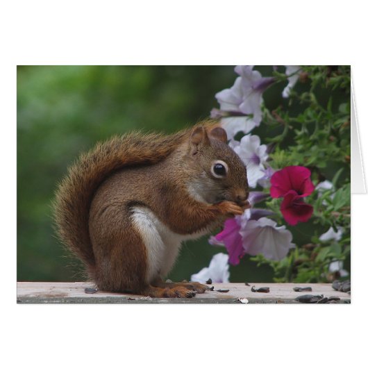 Red Squirrel and Petunias Cards (Front Horizontal)