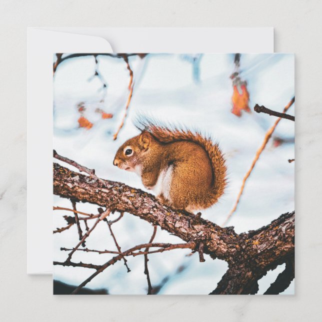 Red Squirrel Card (Front)