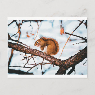 Red Squirrel Card