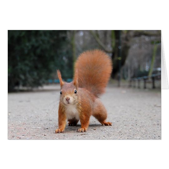 Red Squirrel Card