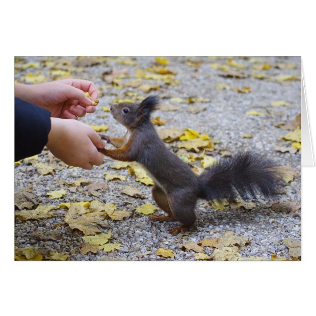 Red Squirrel Cards (Front Horizontal)