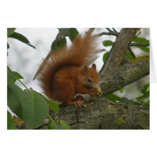 Red Squirrel Cards (Front Horizontal)