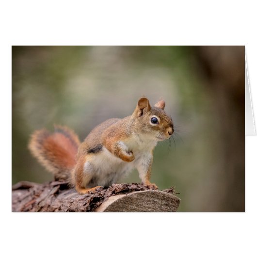Red Squirrel Cards (Front Horizontal)