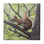 Red Squirrel Ceramic Tile<br><div class="desc">Local Exploration is the name of my blog online (www.local-exploration.com), which combines my love for hiking and wildlife through photography. The photographs used on these products were taken by me from my adventures around the Mid-Hudson Valley in New York and my occasional excursions out of the state.</div>