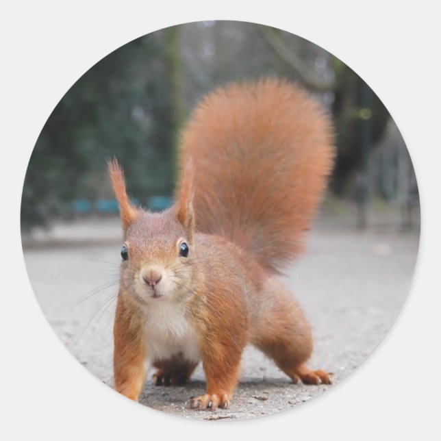 Red Squirrel Classic Round Sticker (Front)