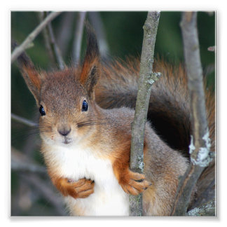Red Squirrel Closeup Photo Print