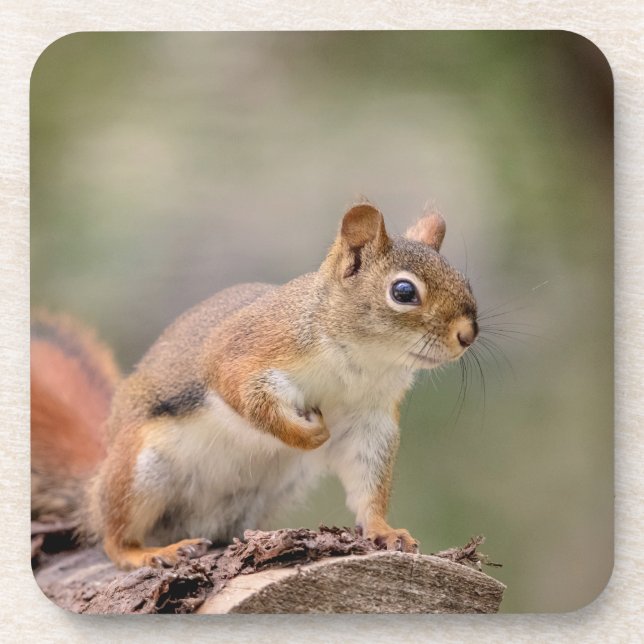 Red Squirrel Coaster (Front)