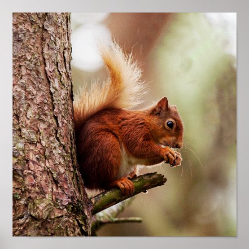 Red Squirrel Feeding Poster/Print Poster | Zazzle