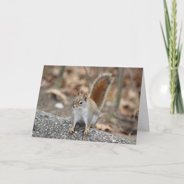 Red squirrel greeting card (Front)
