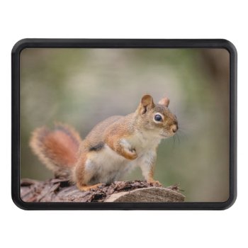 Red Squirrel Hitch Cover by debscreative at Zazzle