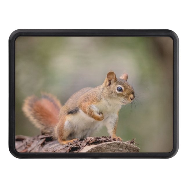 Red Squirrel Hitch Cover (Front)
