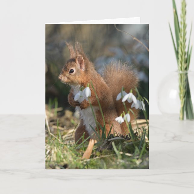Red squirrel in Glenalmond Card (Front)
