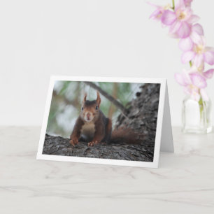 Red Squirrel in Tree Card