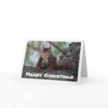 Red Squirrel in Tree
