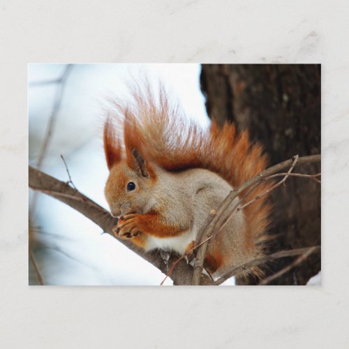 Red Squirrel in Winter Fur Postcard