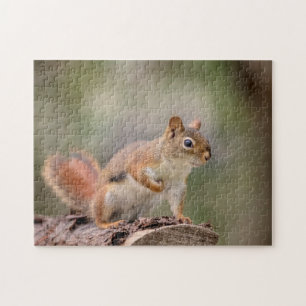 Red Squirrel Jigsaw Puzzle