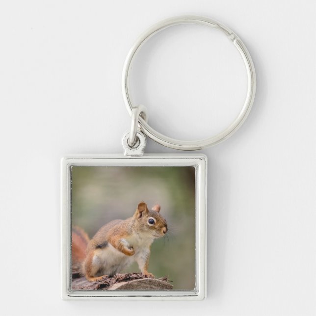 Red Squirrel Keychain (Front)