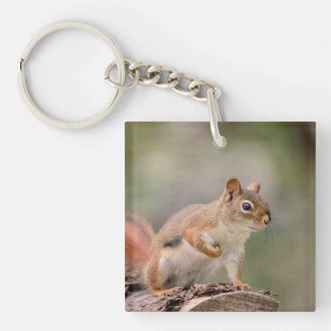 Red Squirrel Keychain (Front)