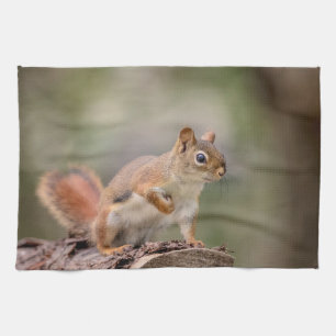 Red Squirrel Kitchen Towel