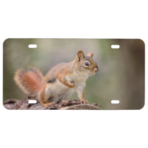 Red Squirrel License Plate